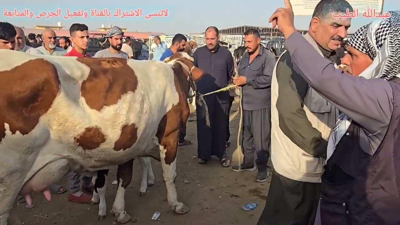 سوق مواشي الموصل علوة البقر كوكجلي #بقر #بقرة #عجول #عجل #حولي #هولشتاين #فريزي #عبدالله_الطيب 