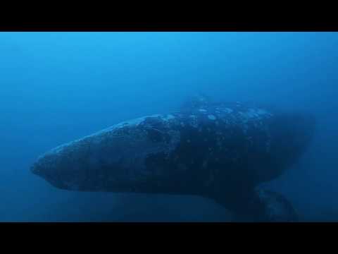 Gray Whale - McAbee Pinnacle - Monterey Bay