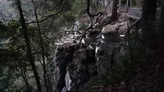 Sulfur-Crested Cockatoos Drink at Waterfall at Dusk 30/5 Большой желтохохлый какаду пьют у водопада