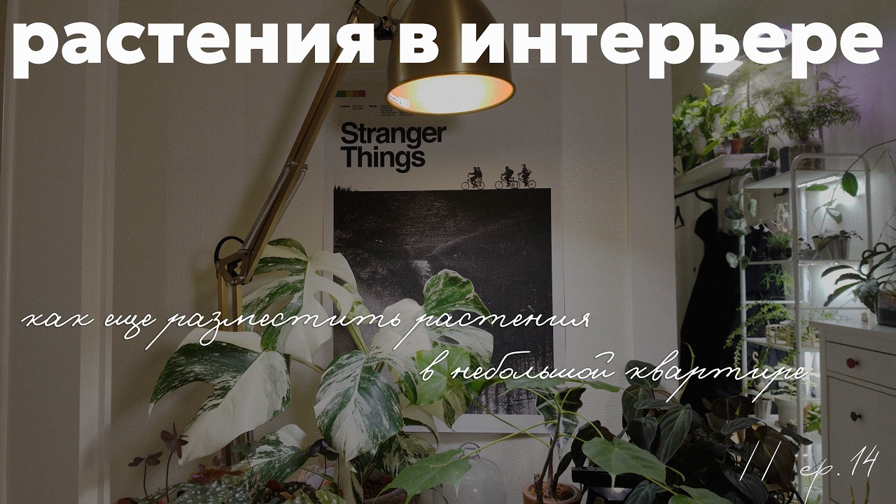 дополнительные зоны для растений в интерьере | обзор витрины // ep. 14