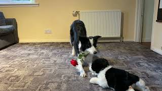 Love is in the Air - Border Collie Tricks by Rory the Quirky Border Collie Tricks 442 views 10 months ago 22 seconds