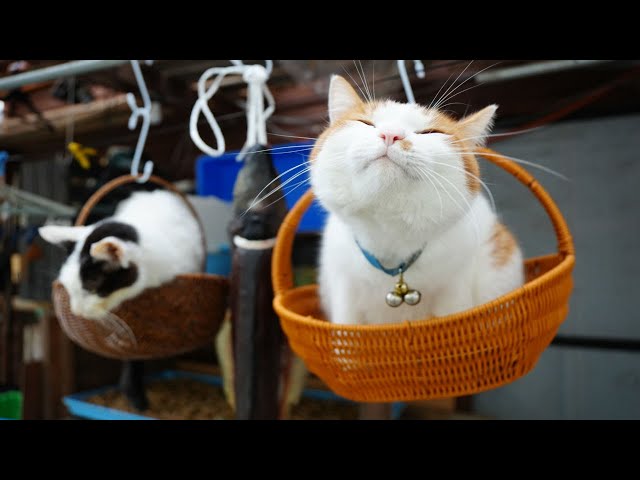 猫たちと新巻鮭作り 241219 - YouTube