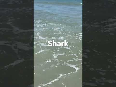 Myrtle Beach 5 Ft Shark in 2 ft of water