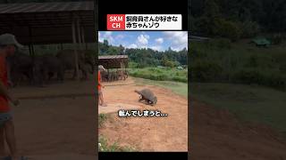 転んだ赤ちゃんゾウを必死に助ける家族たち