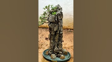 Tiểu cảnh mini #bonsaimini #nonbo #caycanh #bonsaivietnam