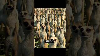 The truth about the man-eating island in Life of Pi — 99% of people totally missed it.#shorts