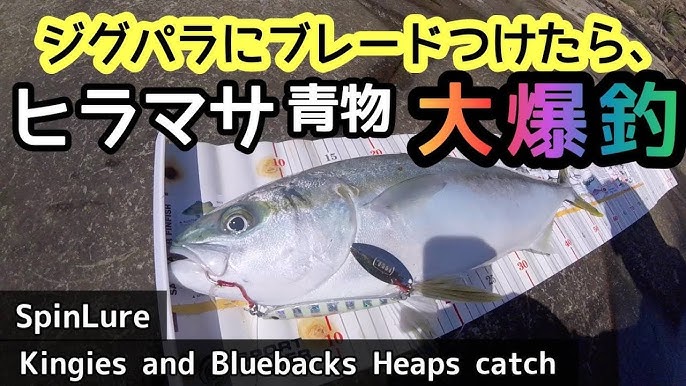ヒラマサ2発 青物爆釣 Kingie And Bluebacks Great Catch ジグパラブレードチューン激アツ ショアジギング Shorejigging Avoca Fishing Youtube