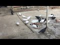 #Pigeons.При любом раскладе надо остаться порядочным!