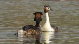 Great Crested Grebe courtship and mating First off a little courtship display, followed by a single clip of 3 consecutive matings.
The female wanted more, but the male was used up...