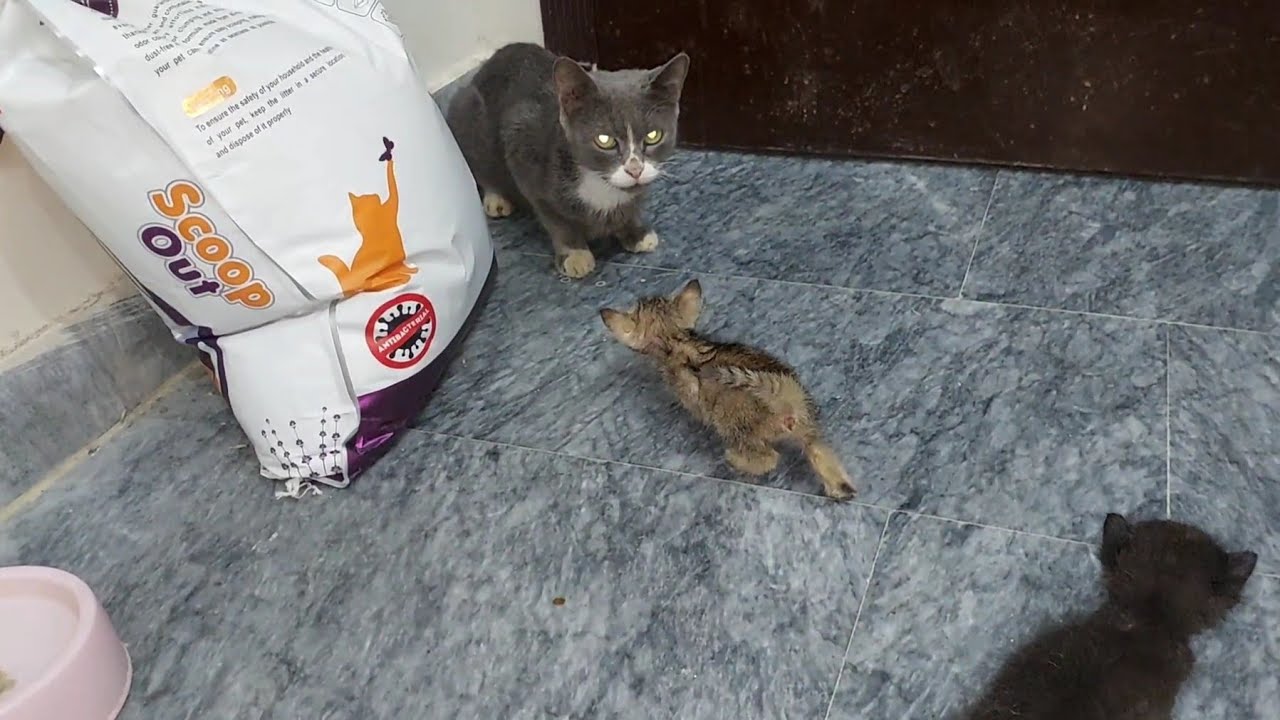 Heartbroken Kittens Forced to Leave Their Mother After Her Multiple Attacks 💔