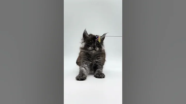 Video 4004351: maine coon kitten, european maine coon, fluffy maine coon, purebred kitties