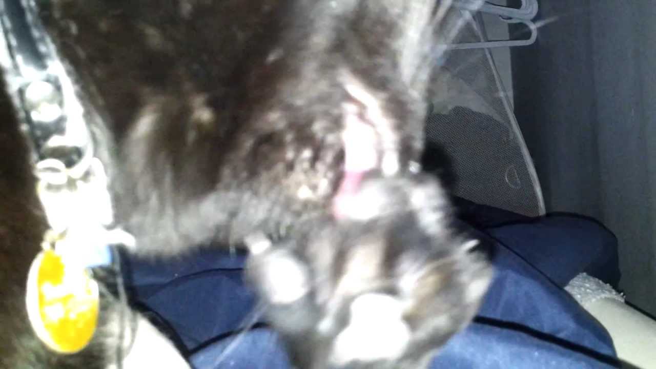 Cat bites her nails. - YouTube