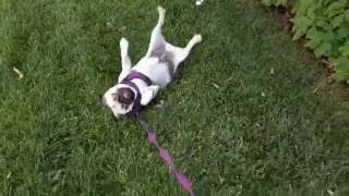 Taking Nemo For A Drag.