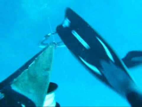 spearfishing , david badia, gall.wmv