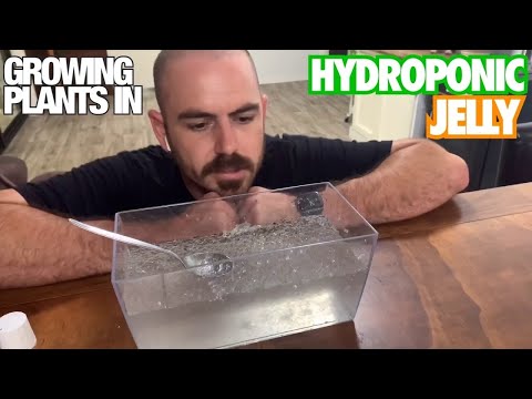 Video: Seedling Hydrogel Is A Great Helper