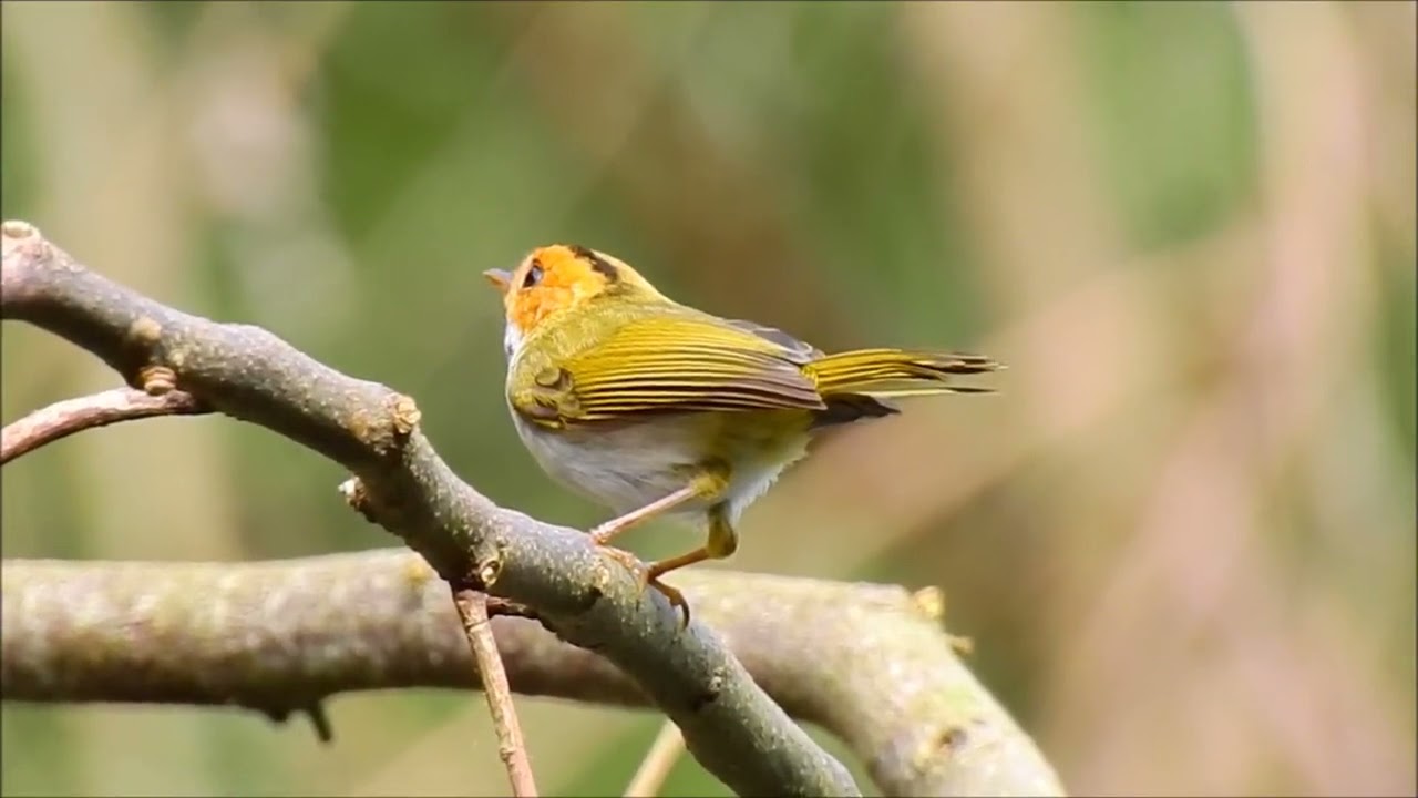Rufous-faced warbler (Abroscopus albogularis) 