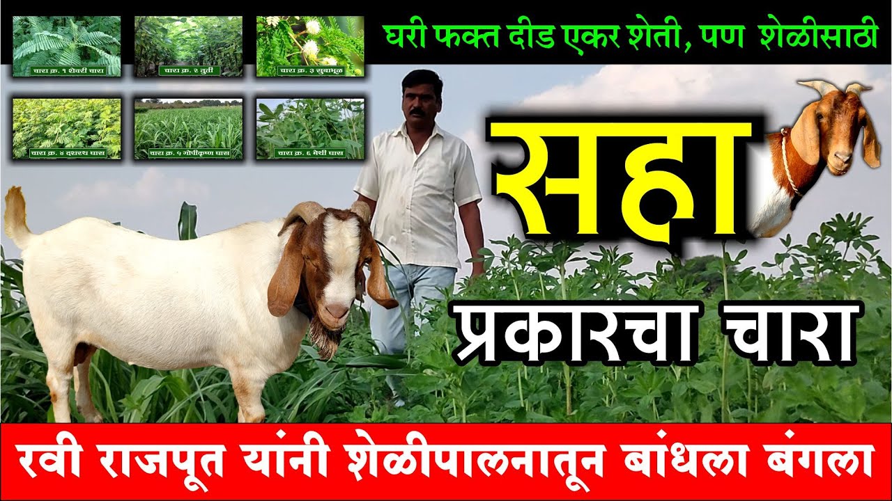 फक्त दीड एकर शेती असताना शेळीपालनावर बांधला बंगला | शेळ्यांसाठी सहा प्रकारचा चारा | Maze Ran shivar