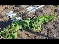 Cavolfiori nel Vigneto #shorts