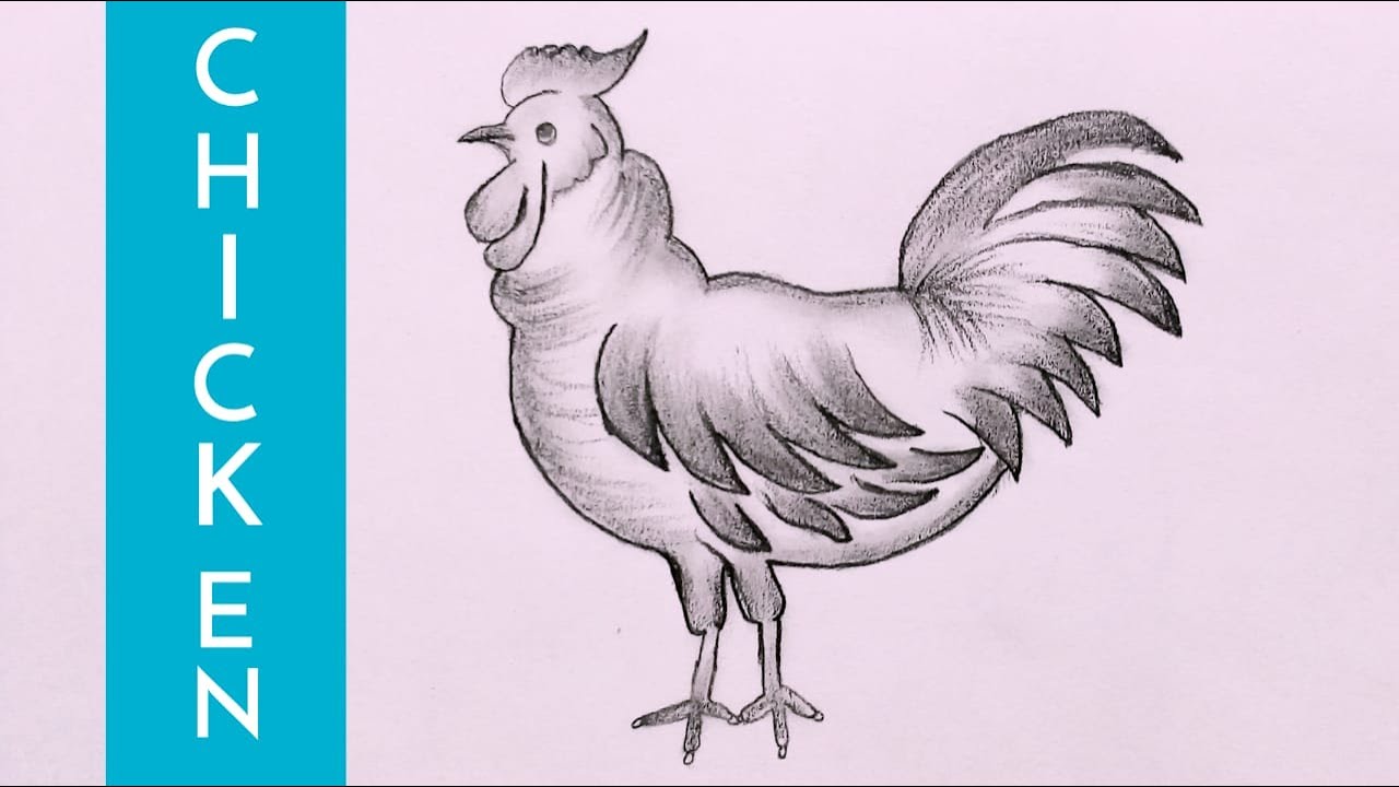 Chicken Hand Drawing Vector & Photo (Free Trial) | Bigstock