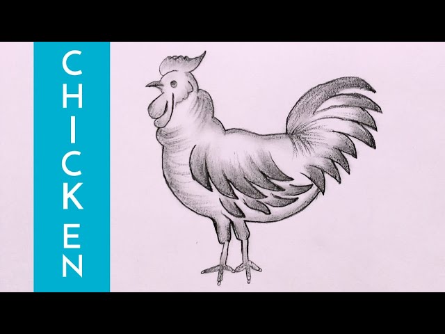 Pencil Drawn Chicken Stock Photos - Free & Royalty-Free Stock Photos from  Dreamstime