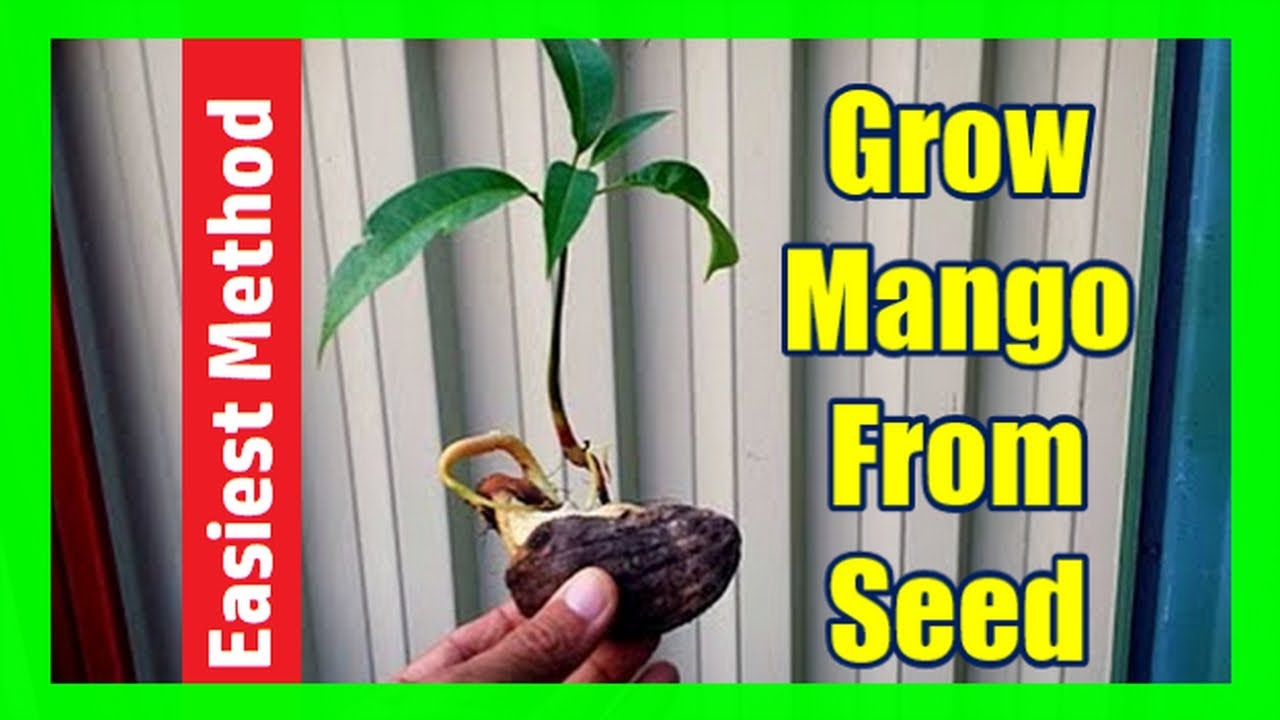 How to care for mango plant