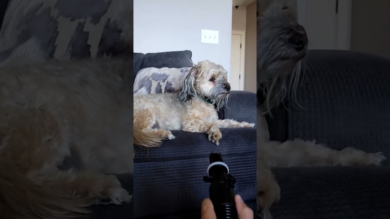 Dog vs air pump! fyp dogs vs funny havanesedog YouTube