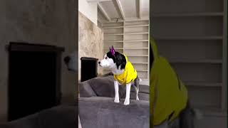 Twisted Pennywise - That One Time Met Me No Dog Was Hurt In The Making Of This Video