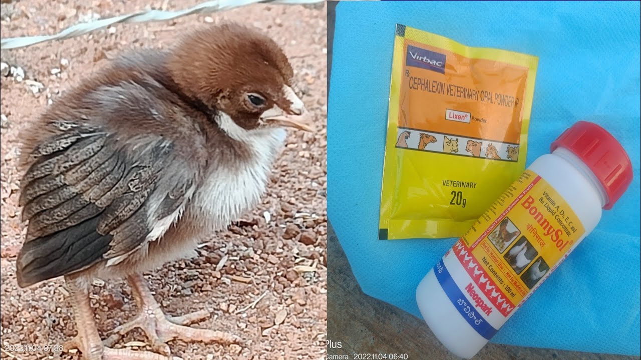 వీకైన కోడి పిల్లల్ని మళ్ళీ ఎలా రికవరీ చేయాలి||కోడి పిల్లలు ఎందుకు వీక్ అవుతాయి