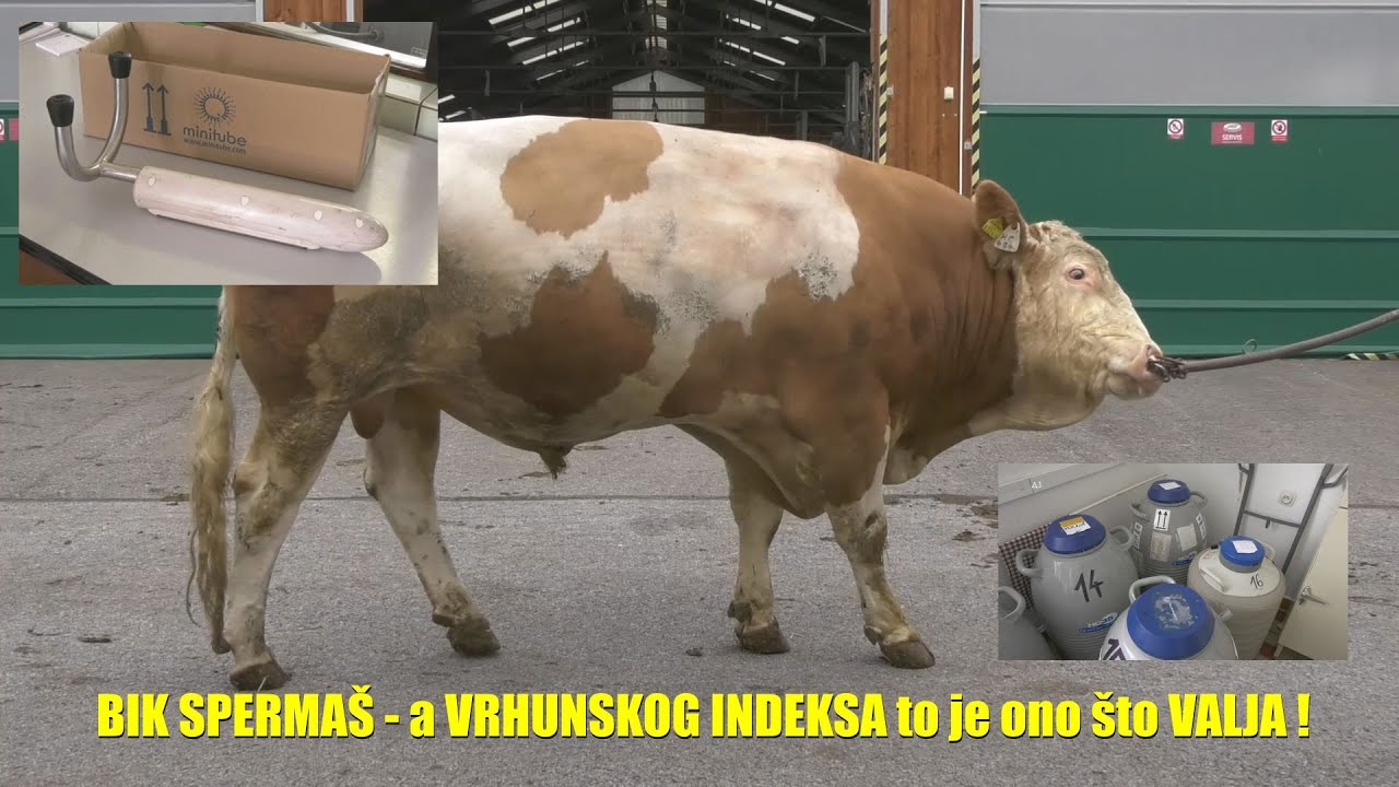 Bir divanda ikki odamni sikish