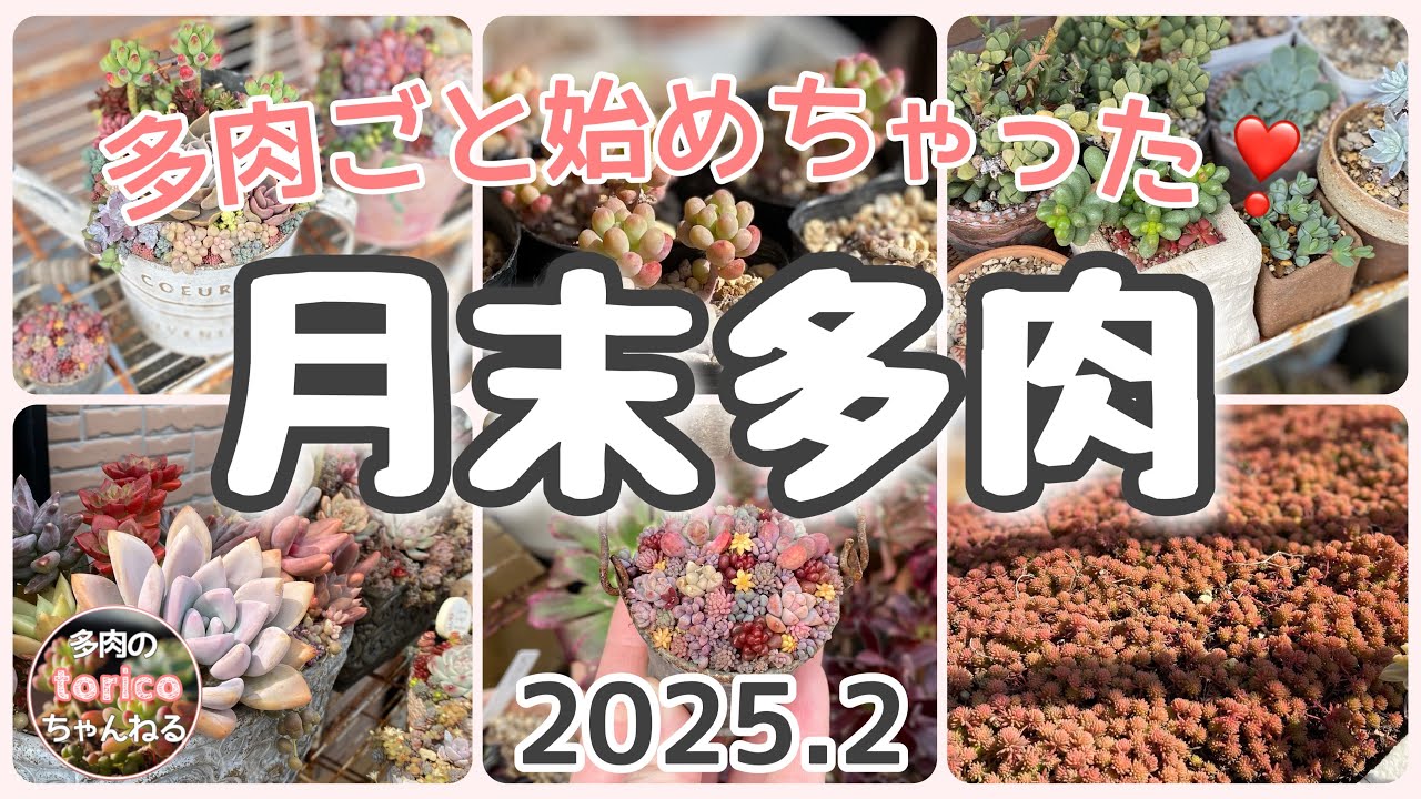 I've already started with succulents❣️【End of month succulents