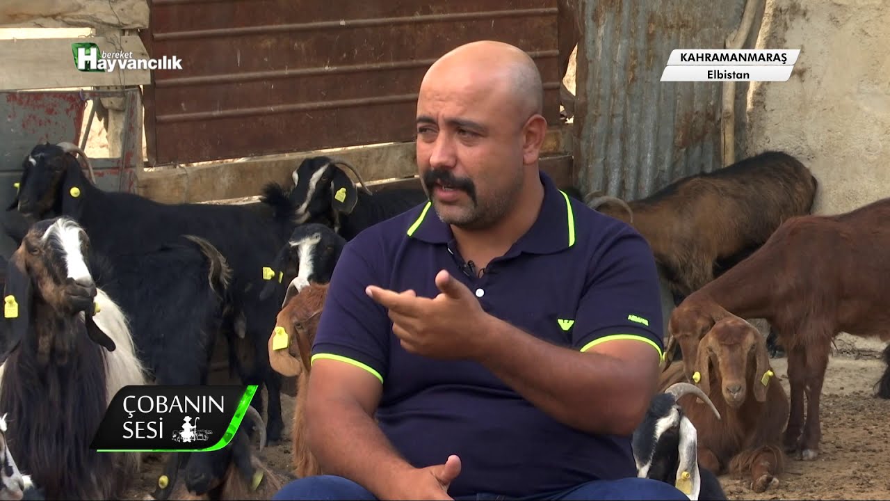 @BereketTV   Çobanın Sesi - Kahramanmaraş / Elibstan