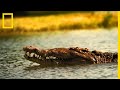 Le crocodile américain, fléau de Floride