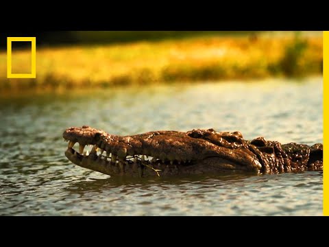 Vidéo: Un Crocodile Américain Et Un Lamantin Sont Devenus Amis En Floride