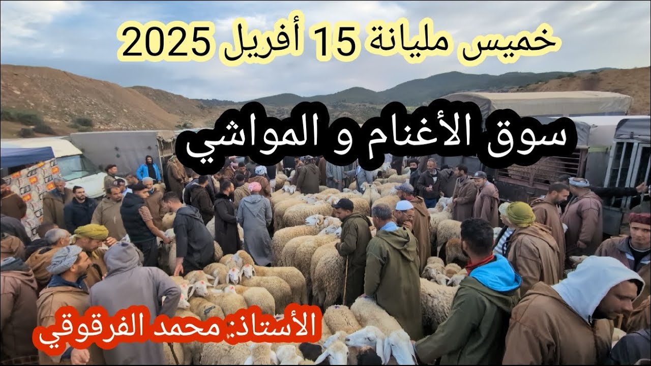 أسعار الأضاحي سوق الأغنام و المواشي خميس مليانة أفريل 2025