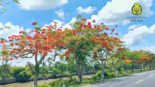 Giới Thiệu Con Đường Hoa Phượng Ở Lấp Vò - Đồng Tháp Gvth Hồng Ánh
