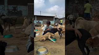 Kind Girl Feeding Dogs with Love Heartwarming Dog Moment#dog #animals #shorts