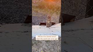 From Darkness To Light Blind Kitten Metins Second Chance