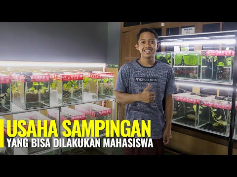 Video: Proyek AirBitClub: ulasan pengguna