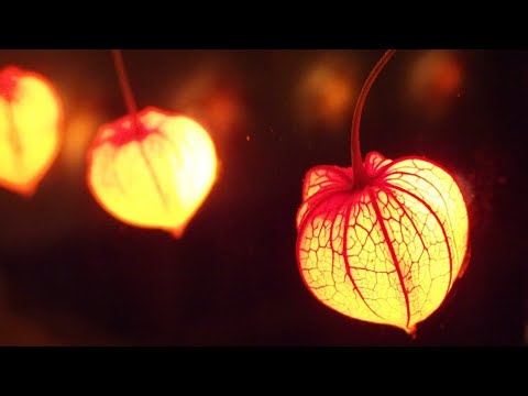 グレープ／ほおずき【うたスキ動画】