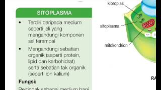 Biologi Tingkatan 4: 2.1 Struktur dan Fungsi Sel (Sel Tumbuhan dan Perbandingan) Biologi Tingkatan 4: 2.1 Struktur dan Fungsi Sel (Sel Tumbuhan dan Perbandingan)