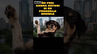 Chihuahua mimido