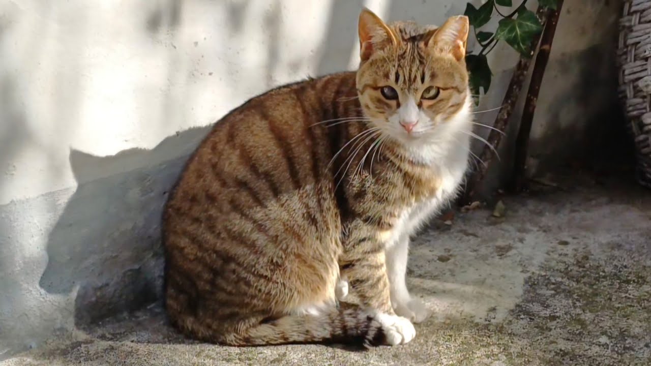 힐링되는 마당냥이들 보시고 힘내세요😊♥️🍀🌸 냥 멍