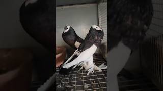 shok kren powder bala pair top quality #pigeon #kabootarloft05 #kabootar #pigeonlove #pigeonnet