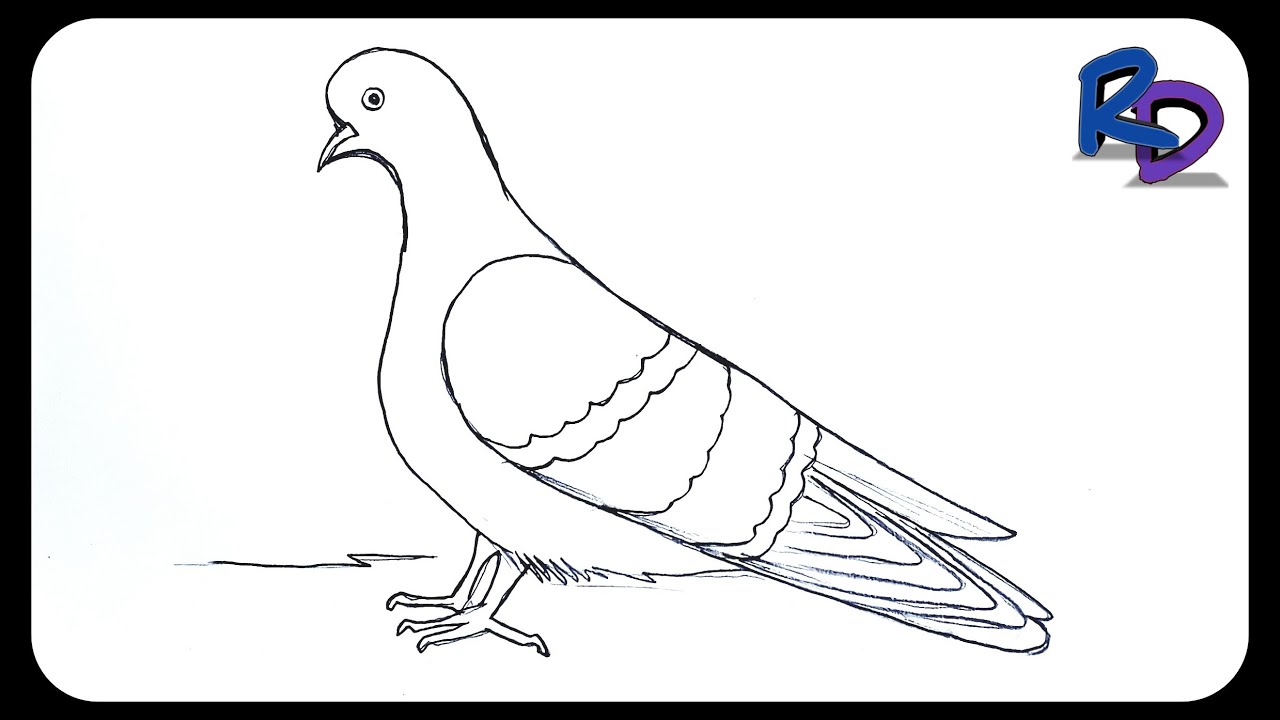 Pigeon Drawing Easy How To Draw a Pigeon Easy Step by