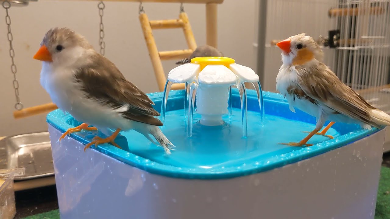Zebra Finches taking a bath! YouTube