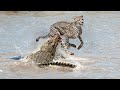 Crocodile Vs Cheetah Underwater- Who is the best?