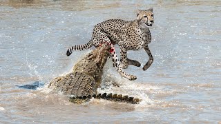 Crocodile Vs Cheetah Underwater- Who is the best?