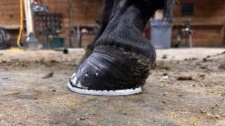 FOUNDERED HOOF with BROKEN COFFIN Bone get ALUMINUM Bar Horseshoe