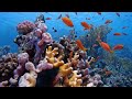 Red sea diving safari 6th day marsa shagra house reef  28923