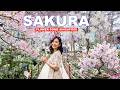 🌸 Sakura 2026 at Singapore Flower Dome | Singapore Gardens with Full Of Sakura 🇸🇬🌸❤️